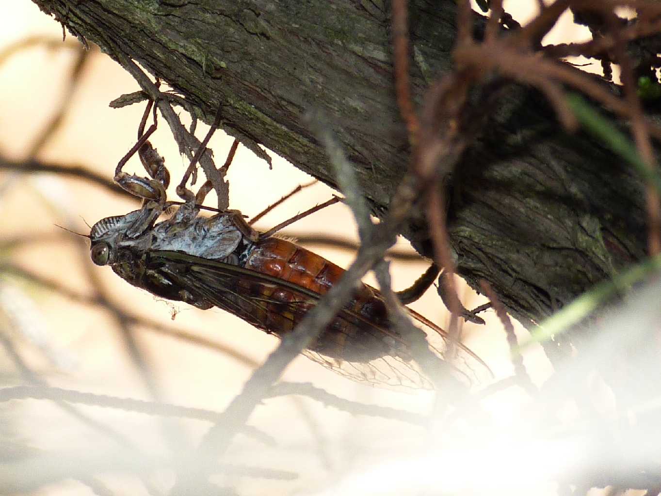 Cicada orni che canta